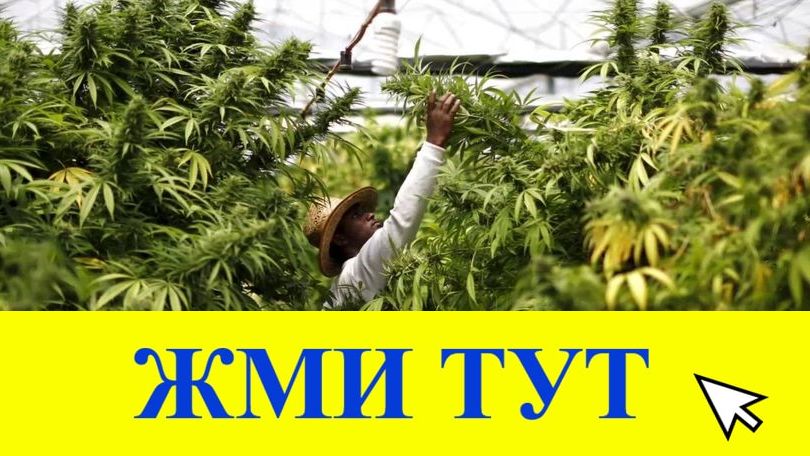 Купить наркотики в Трубчевске